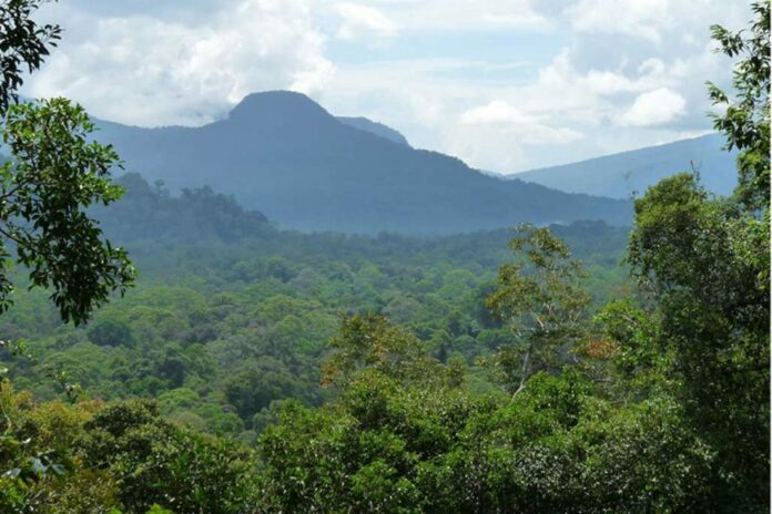 Konsep Hima dalam Islam: Pelajaran Konservasi di Tengah Krisis Hutan